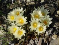 ariocarpus-trigonus-ssptrigonus-vm-192.jpg