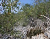 ariocarpus-trigonus-v-elongatus-vm-231.jpg