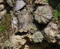 aztekium-ritterii-vm-619.jpg