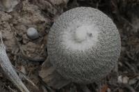 epithelantha-pachyrhiza-sspelongata-vm-401.jpg