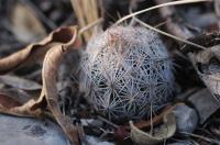 escobaria-grata-hesteri-sspgrata-vm-545.jpg