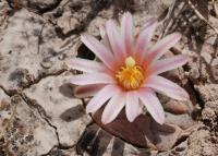 lophophora-alberto-vojtechii-vm-758.jpg