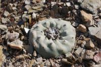 lophophora-diffusa-vm-205.jpg