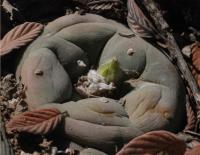 lophophora-diffusa-vm-709.jpg