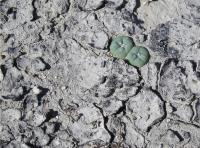 lophophora-kohresii-vm-212.jpg