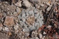 lophophora-williamsii-vm-379.jpg