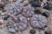 lophophora-williamsii-vm-761.jpg