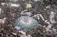 turbinicarpus-saueri-sspseptentrionalis-type-vm-655.jpg