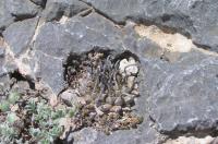 turbinicarpus-sp-panarrotoi-vm-724.jpg