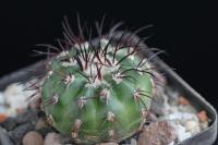 Discocactus alteolens MH 596.jpg