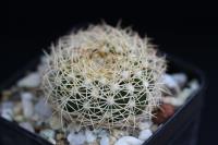 Discocactus araneispinus MH 735.jpg