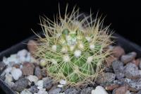 Discocactus araneispinus var. nova MH 736.jpg