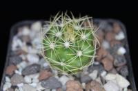 Discocactus boomianus MH 638.jpg