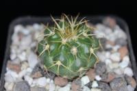 Discocactus catingicola MH 752.jpg