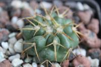 Discocactus catingicola aff. MH 755.jpg