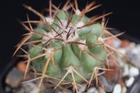 Discocactus catingicola aff. MH 758.jpg