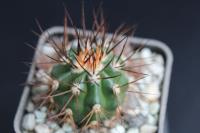 Discocactus cephaliaciculosus  MH 776.jpg