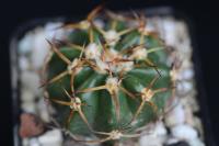 Discocactus estevesii MH 791.jpg
