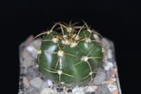 Discocactus estevesii MH 792.jpg