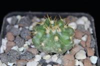 Discocactus flavispinus MH 793.jpg