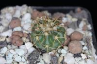 Discocactus griseus MH 789.jpg