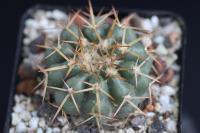 Discocactus griseus aff. MH 790.jpg
