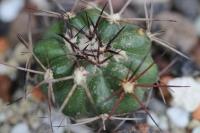 Discocactus lindaianus MH 761.jpg