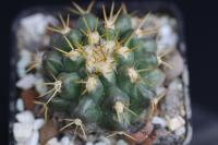 Discocactus melanochlorus aff. MH 794.jpg