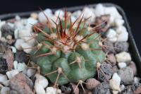 Discocactus nigrisaetosus  MH 750.jpg