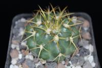 Discocactus piauiensis MH 780.jpg