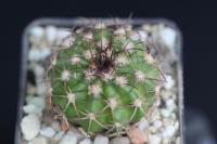 Discocactus placentiformis aff. MH 747.jpg