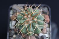Discocactus sp.  MH 751.jpg