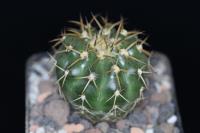 Discocactus sp. MH 764.jpg
