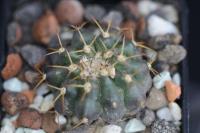 Discocactus sp. MH 768.jpg