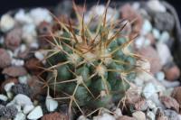 Discocactus spinosior MH 754.jpg