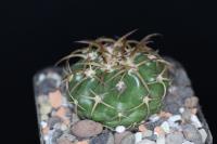 Discocactus subviridigriseus MH 721.jpg