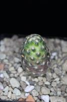 Mammillaria goldii MH 30.jpg