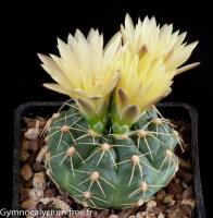 hyptiacanthum-ssp-hyptiacanthum-MM-429.jpg