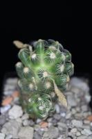 Mammillaria roczekii ROG 757.jpg
