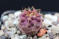 Copiapoa humilis ssp. variispinata PC 140.jpg