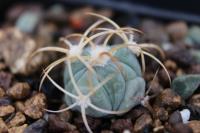Echinocactus  horizonthalonius PC 30.jpg