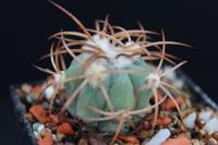 Echinocactus  horizonthalonius PC 70.jpg
