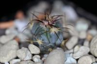 Echinocactus  horizonthalonius PC 72.jpg