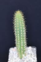 Weberbauerocereus cuzcoensis PH 731.02.jpg
