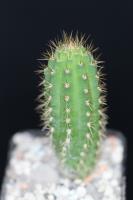 Weberbauerocereus cuzcoensis PH 735.02.jpg
