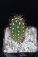 Weberbauerocereus torataensis PH 889.01.jpg