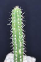 Yungasocereus iquisiviensis BLMT 677.02.jpg
