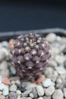 Copiapoa cinerascens PM 210.jpg