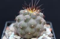 Copiapoa rupestris PM 203.jpg