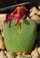 C_bicarinatum_PVB_3251_2011-10-02_1.JPG